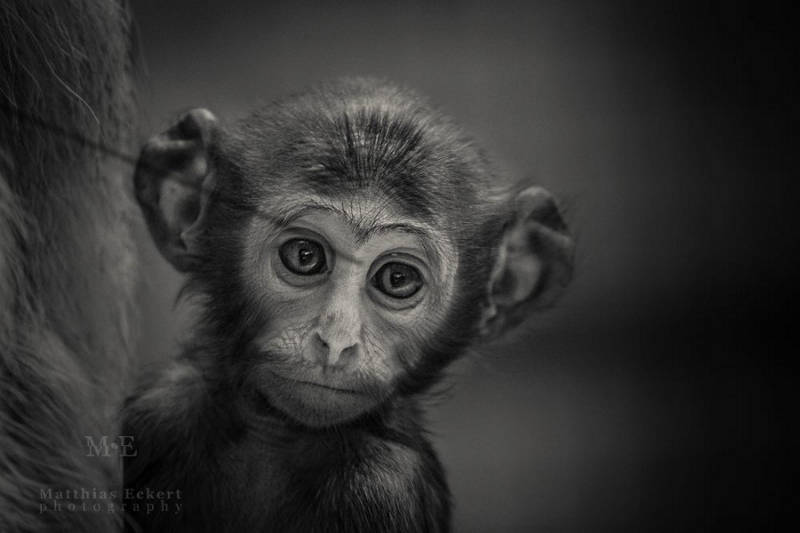 Singe - Matthias Eckert photographie