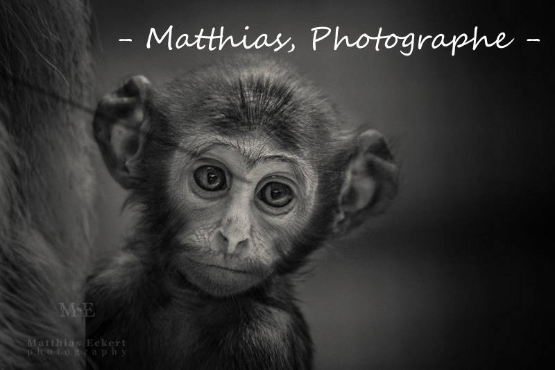 mattias-photographe