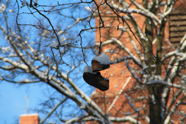 chaussures-arbre