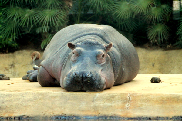 hippopotame zoo Berlin