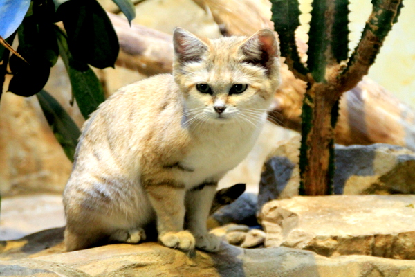 chat des sables zoo Berlin