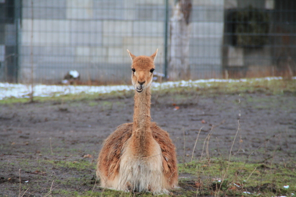 lama zoo Berlin
